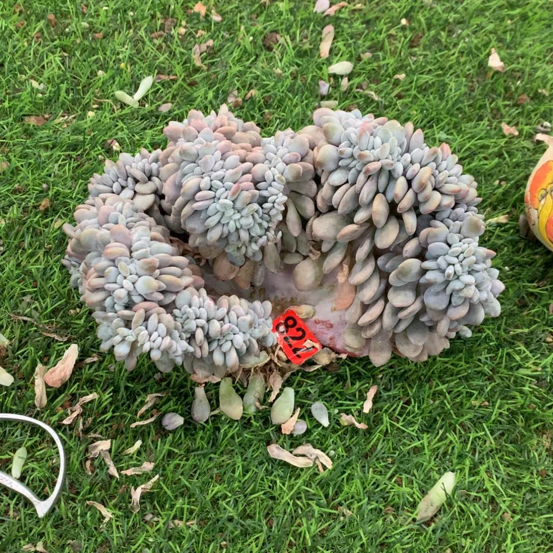 822粉兔1111111微瑕