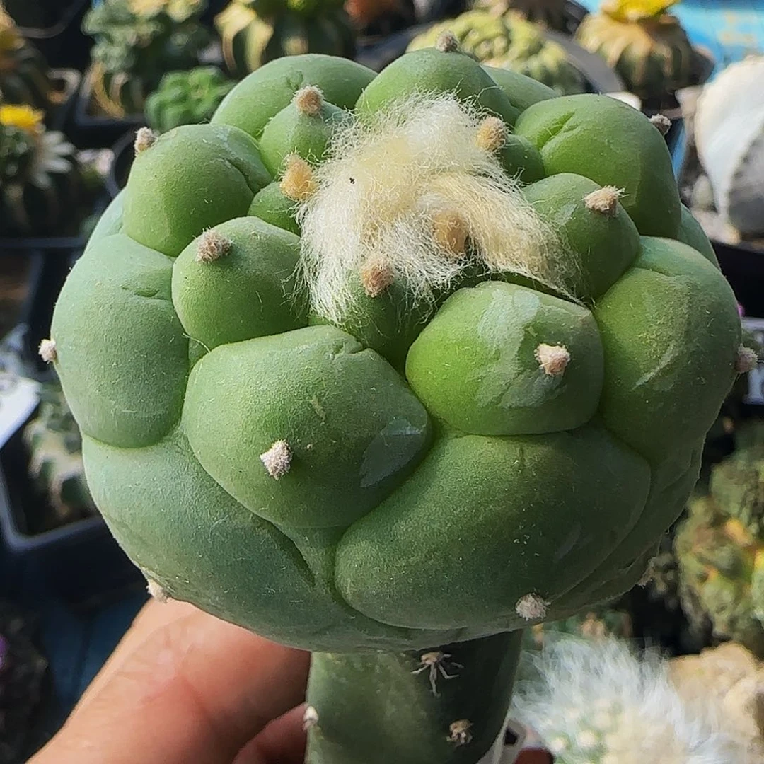 大尤仙521仙人球开花