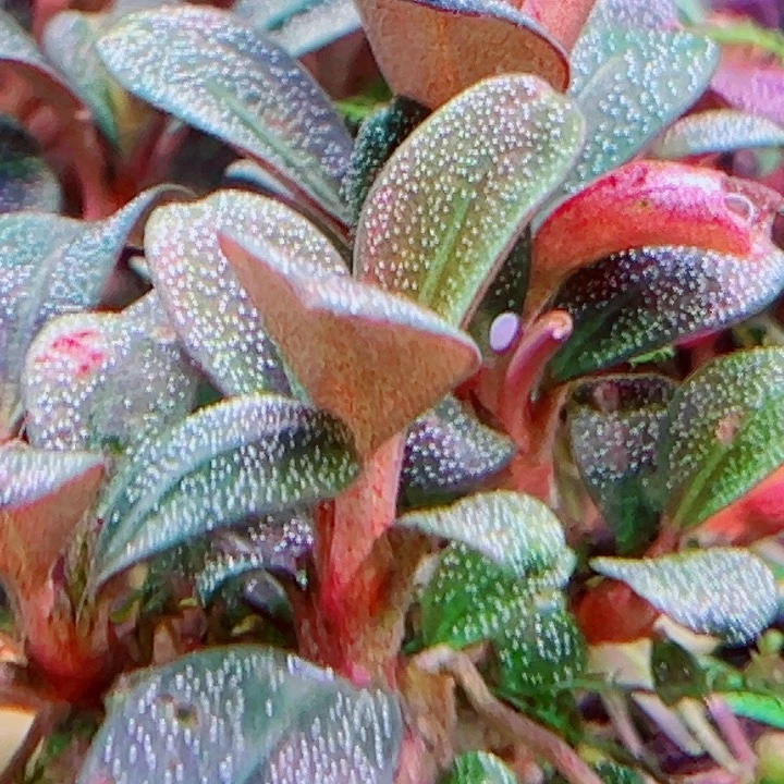 福利35福利价植物一头（大颗）