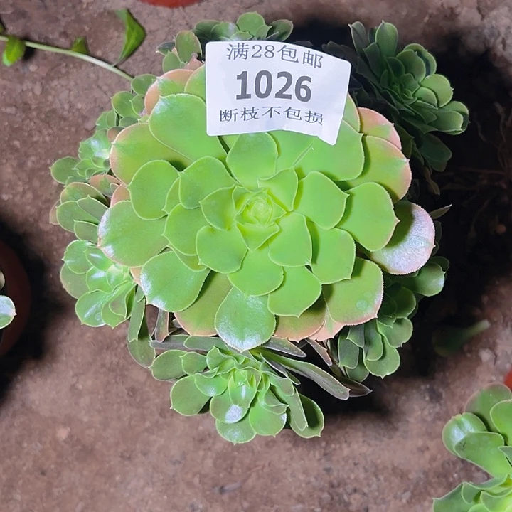 1026香妃多肉植物保护