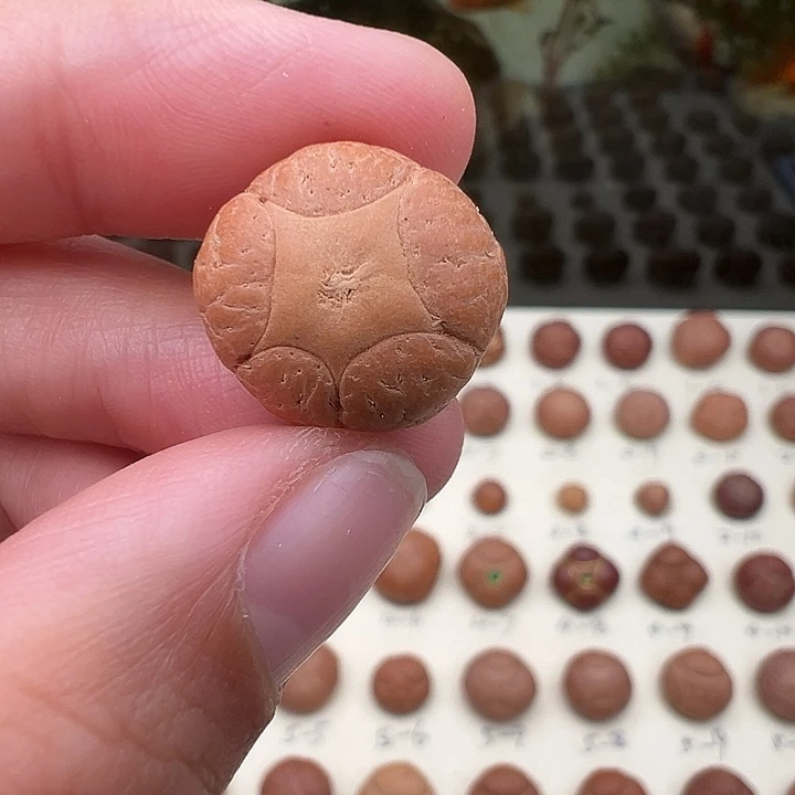 凤眼菩提吊坠五星