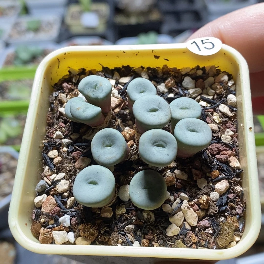 奶油饼群4厘米多肉植物15号