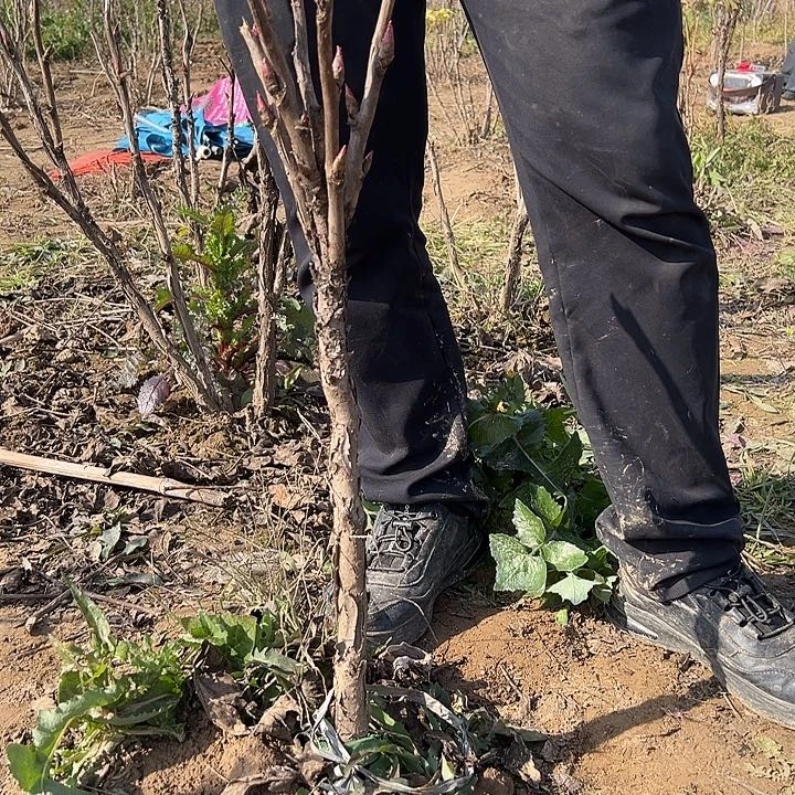 @***英完全开放芳纪大颗