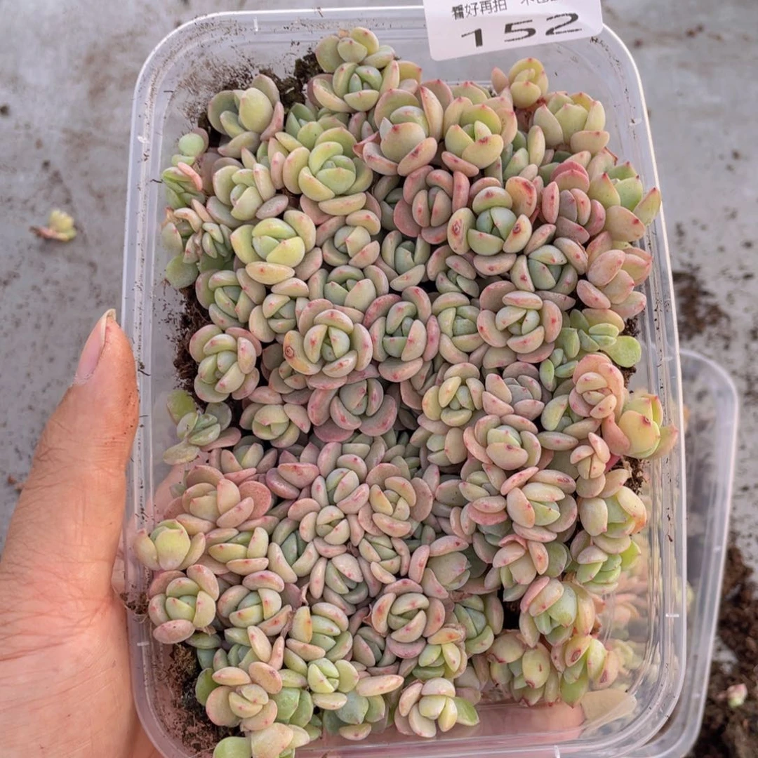 云糖心多肉植物152