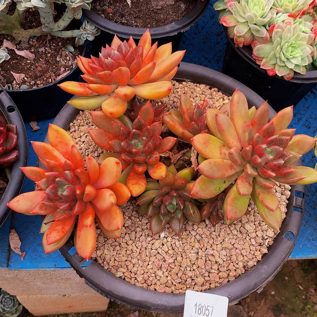 简***活    红象牙多肉18057