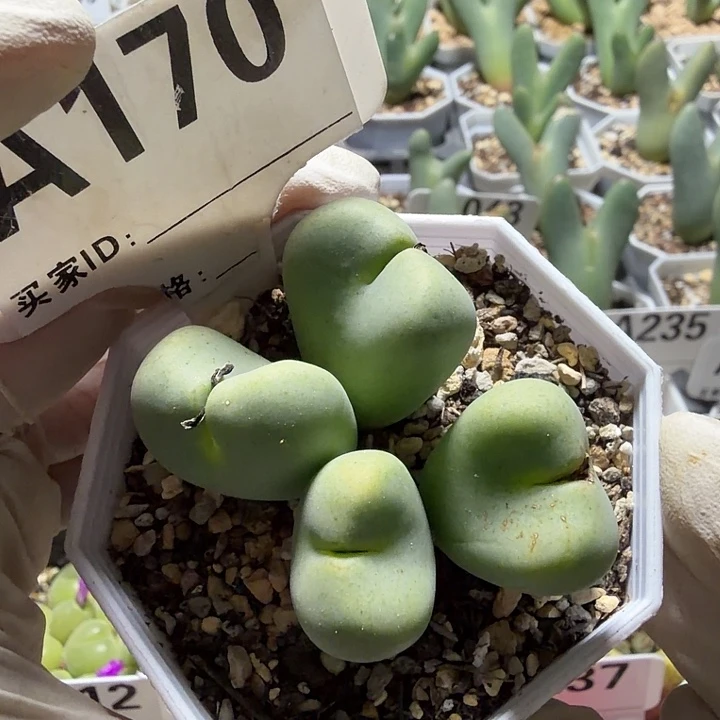 170。满38包邮肉锥