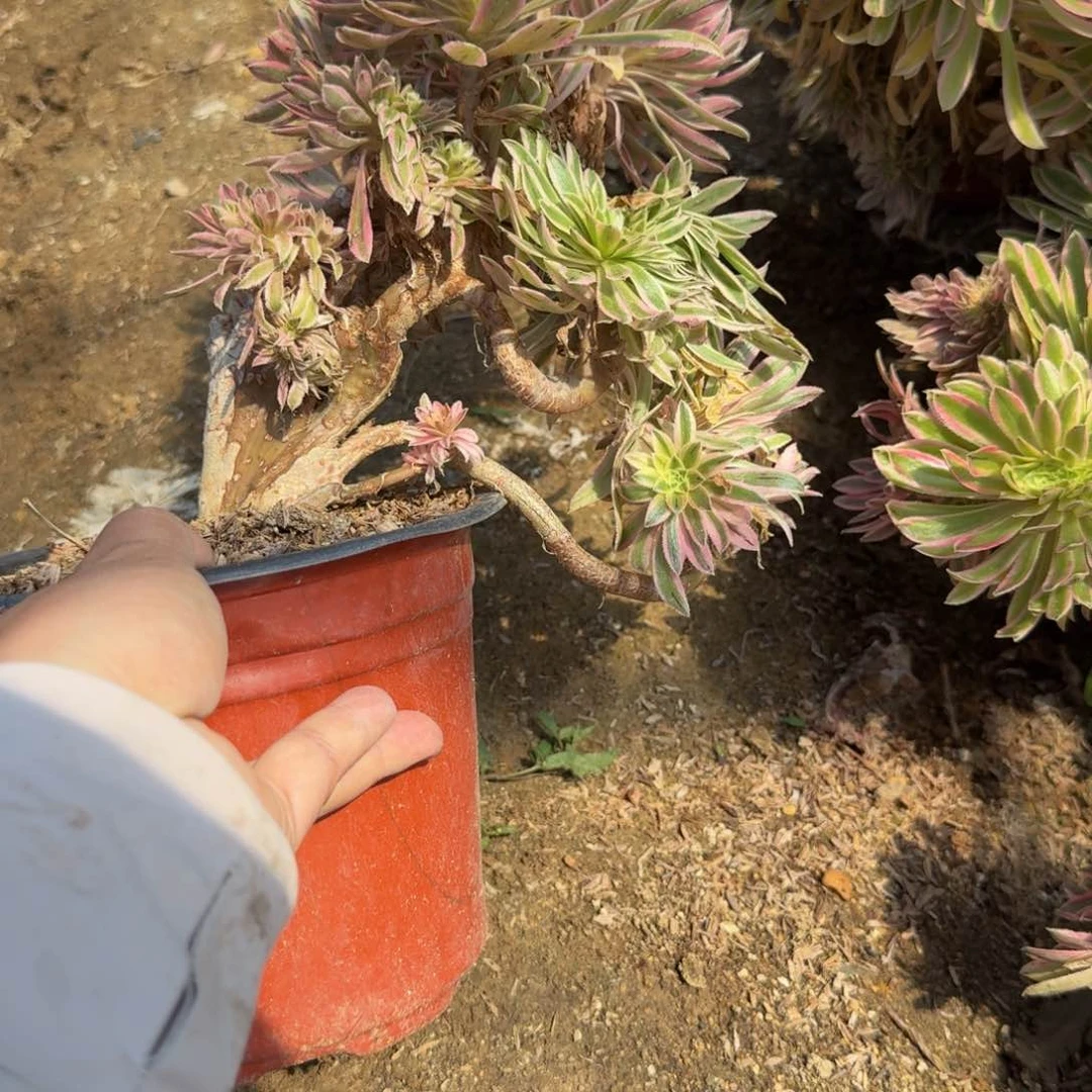 天***膀8729夕颜有伤不包损。 多肉植物