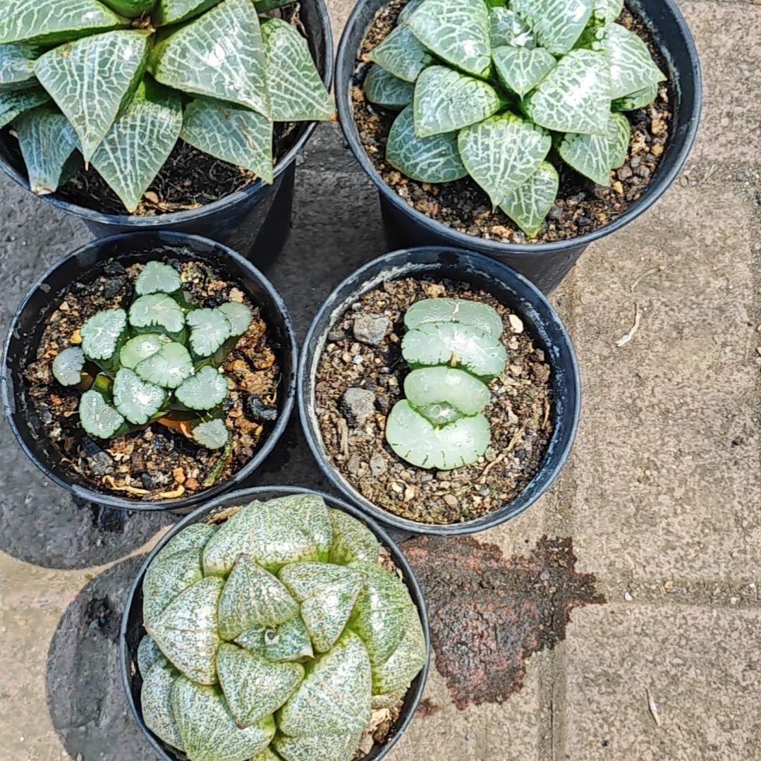5颗多肉植物原盆土