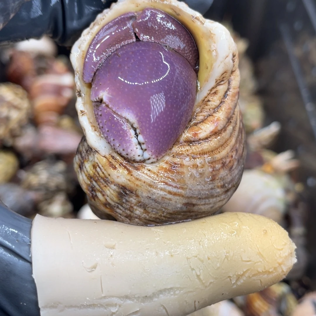 不退不换活体宠物122