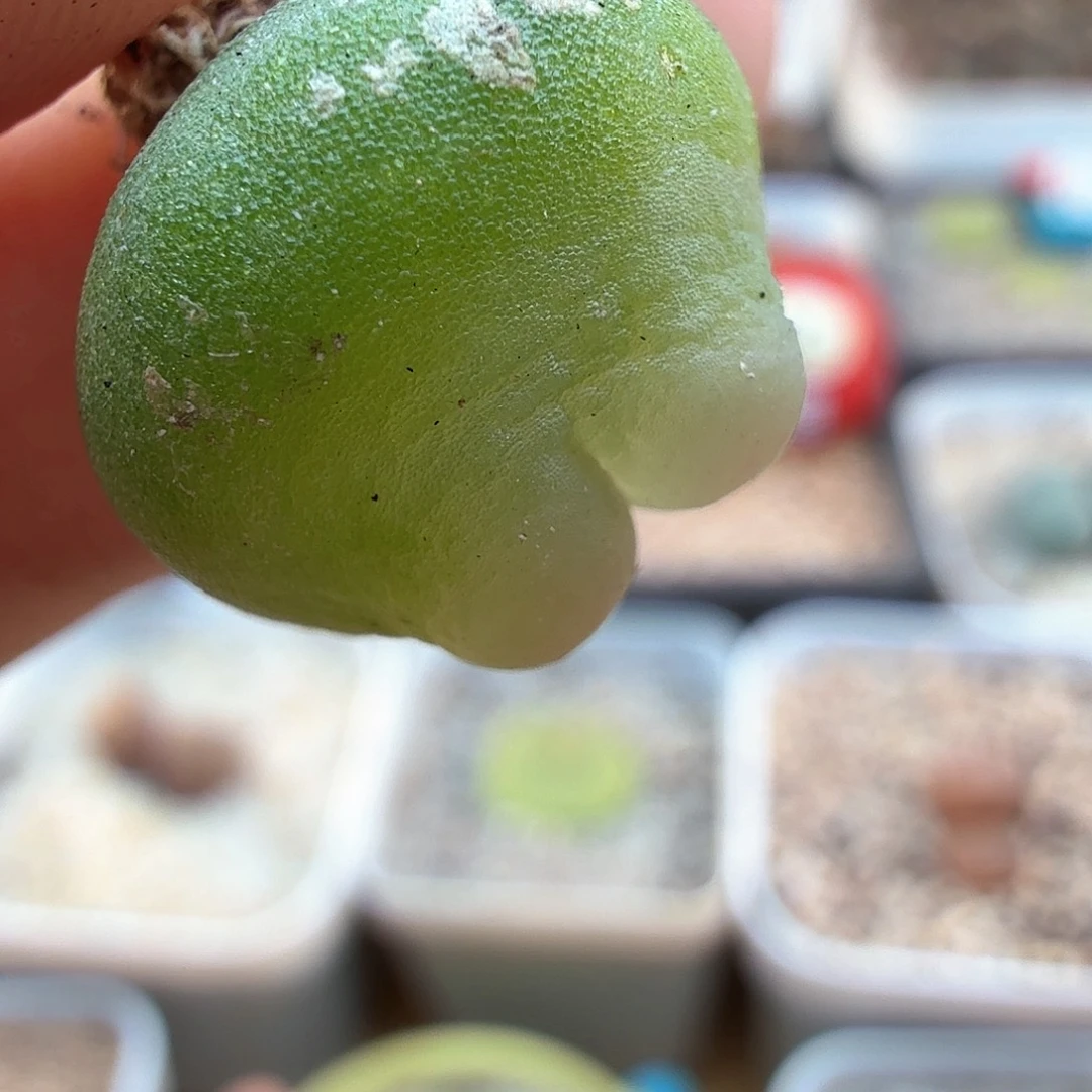 1.19.128/1.5厘米嘟嘴紫皮拉登/多肉植物