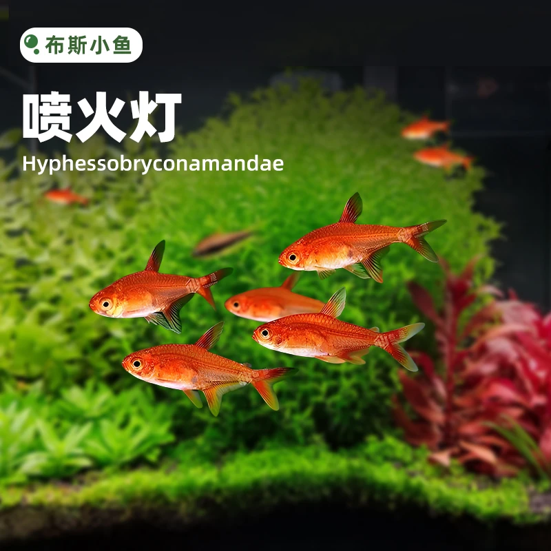 布斯小鱼 喷火灯小型鱼热带鱼淡水灯鱼火焰灯鱼草缸鱼群游观赏鱼