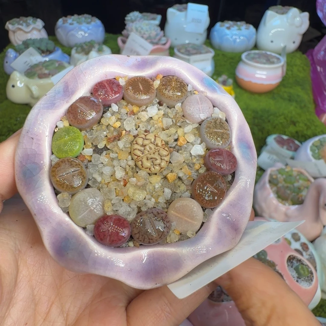 冰***淋多肉植物的生长发育1225