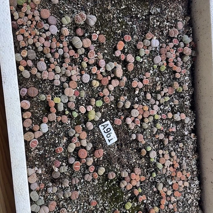 生961石花整筐脱土发货