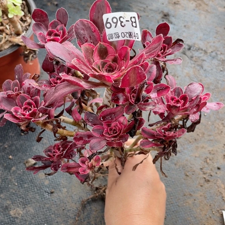 369香多肉123446789