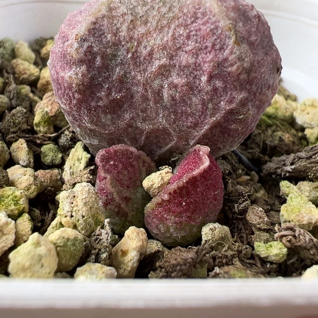 猪肝多肉植物水泡特价母叶有晒疤