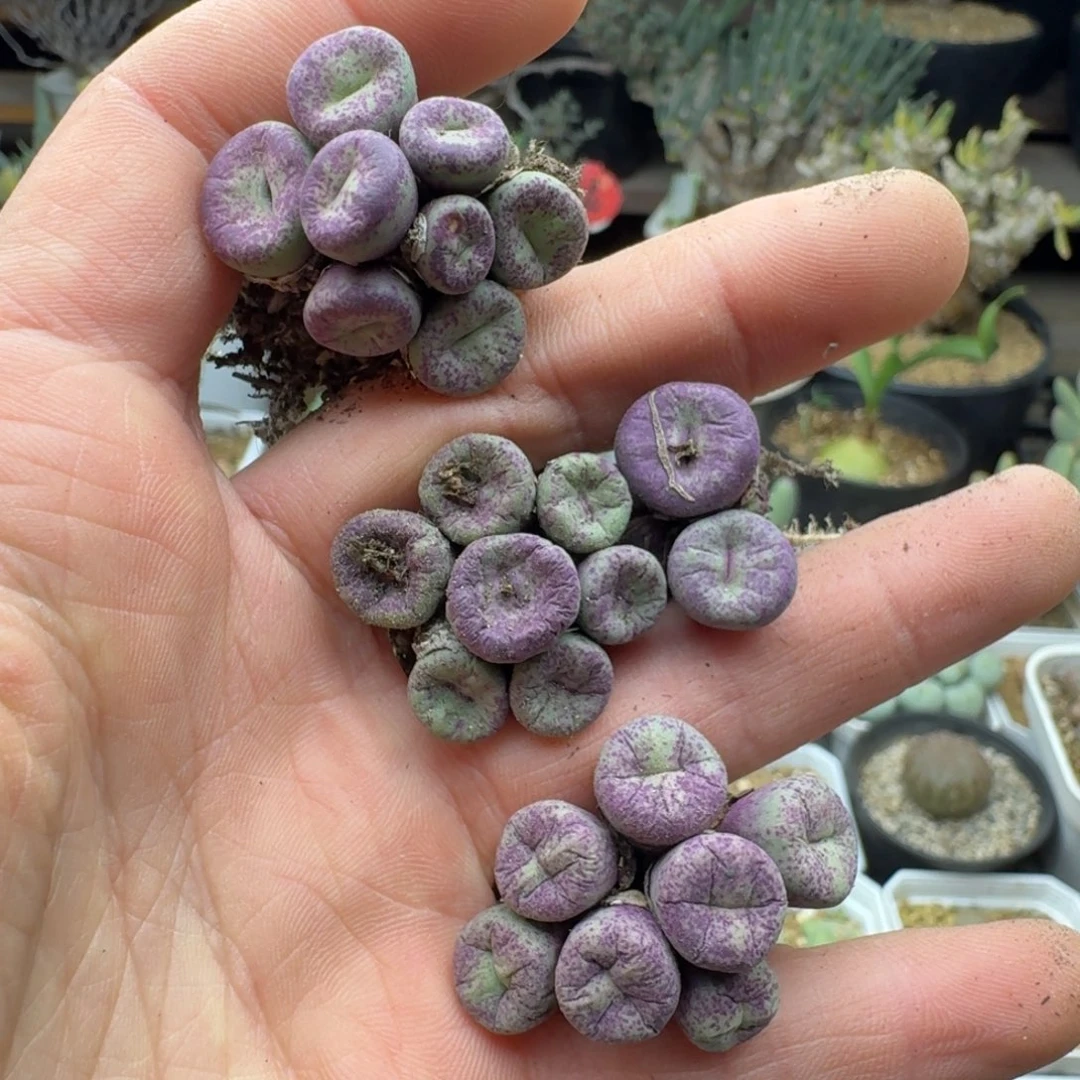 大****路小红嘴多肉。