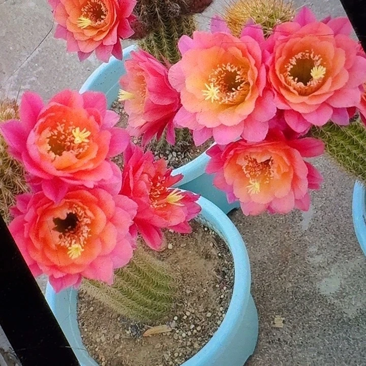 时光侧芽7公分高金妞