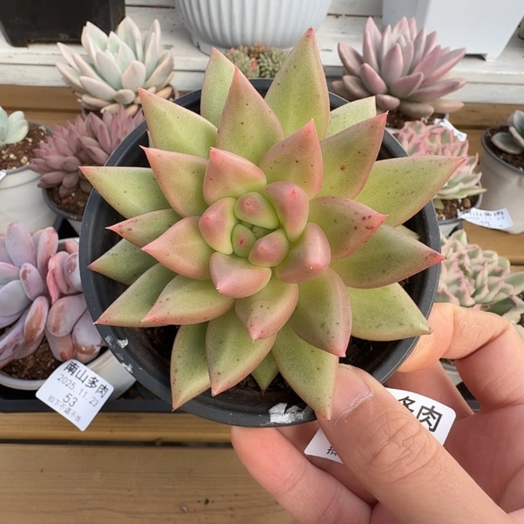 不知名11111123-50