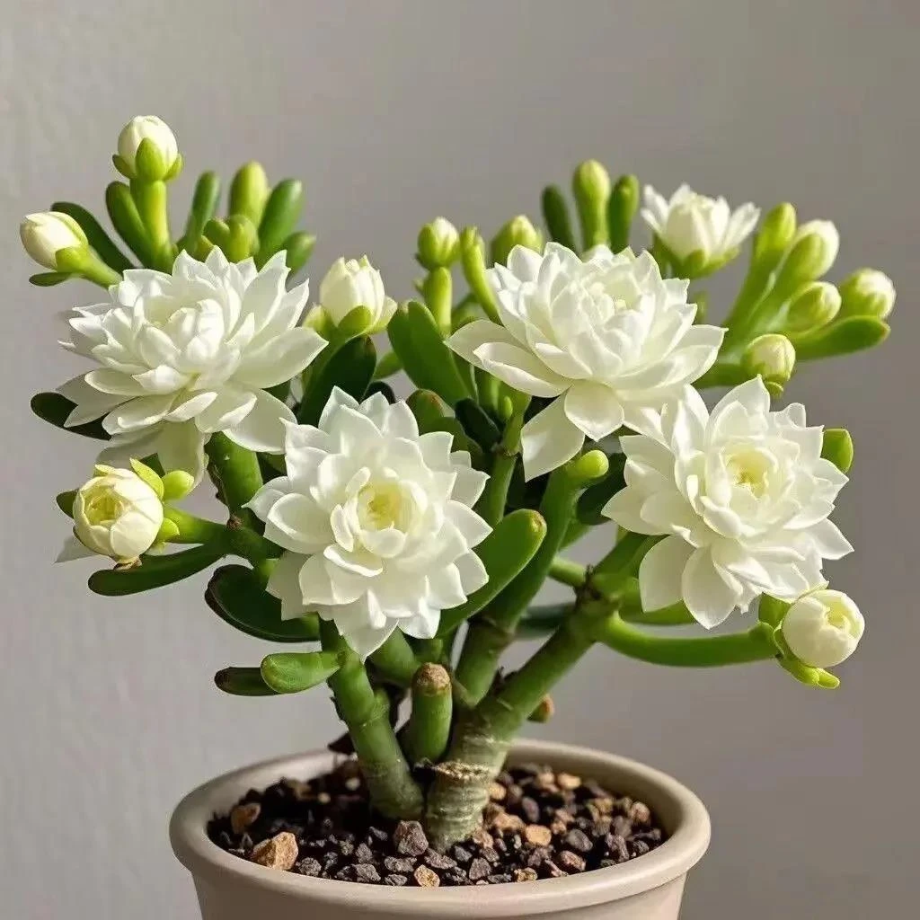 耐寒重瓣好养护种球紫月寒绿植花卉盆栽多肉耐热浓香型