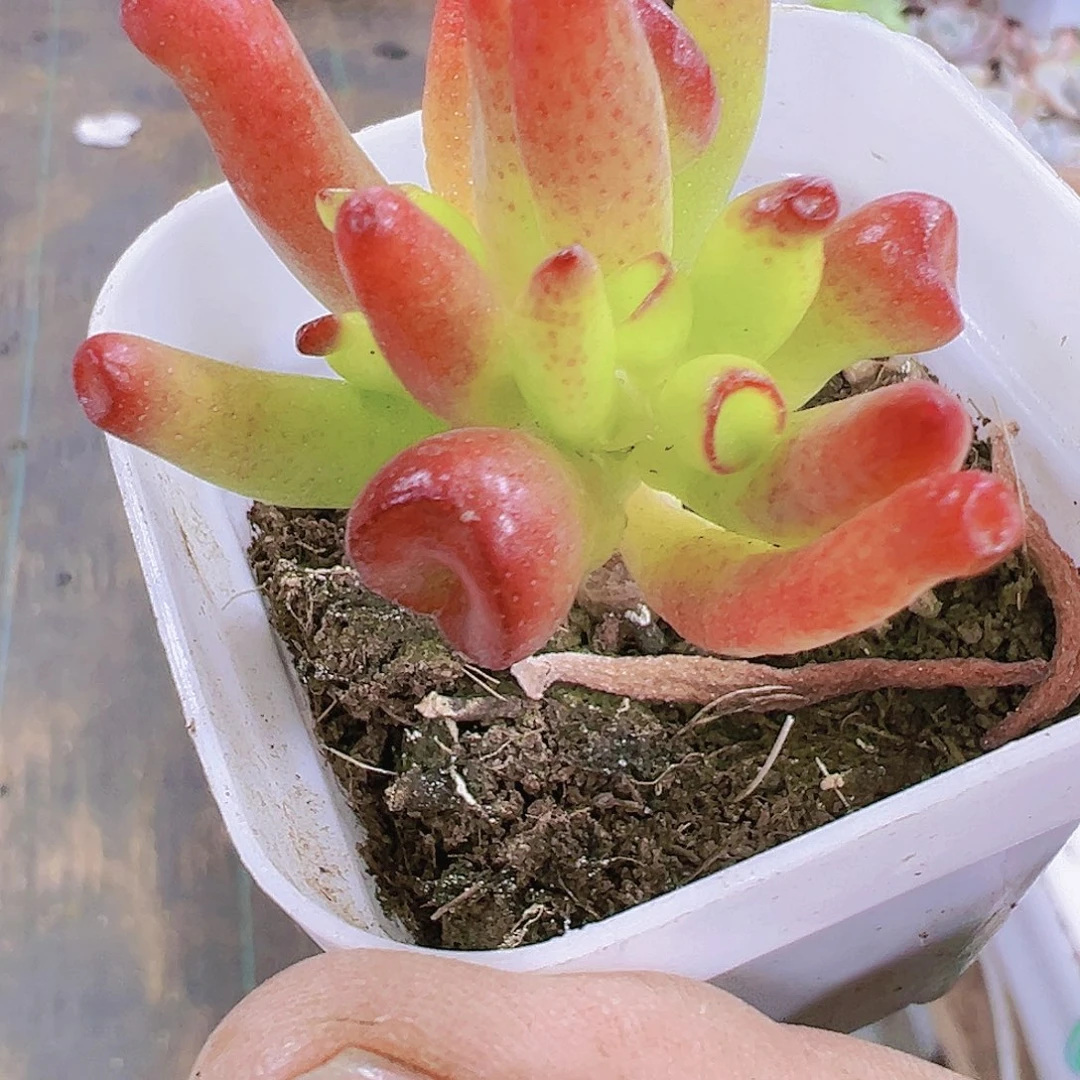 果冻吸财树2个19包邮