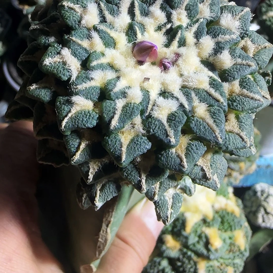 黑牡丹789仙人球开花