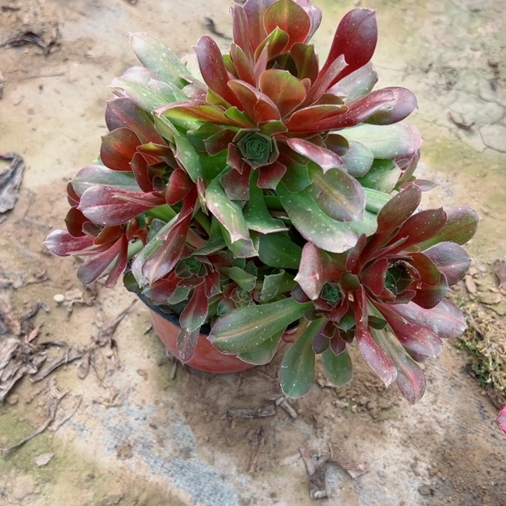 474多肉植物的的