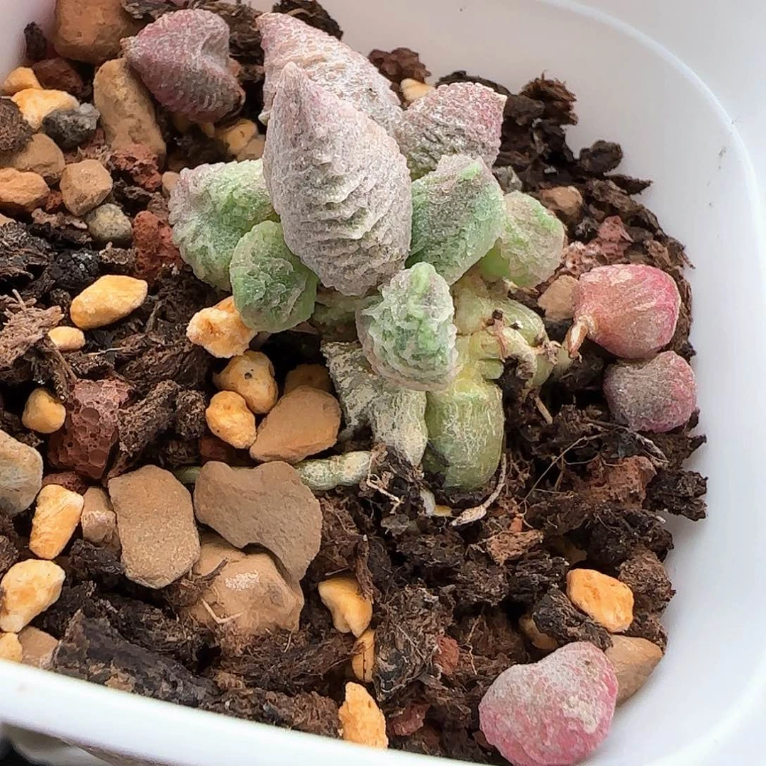 倒刺冰淇淋水泡多肉