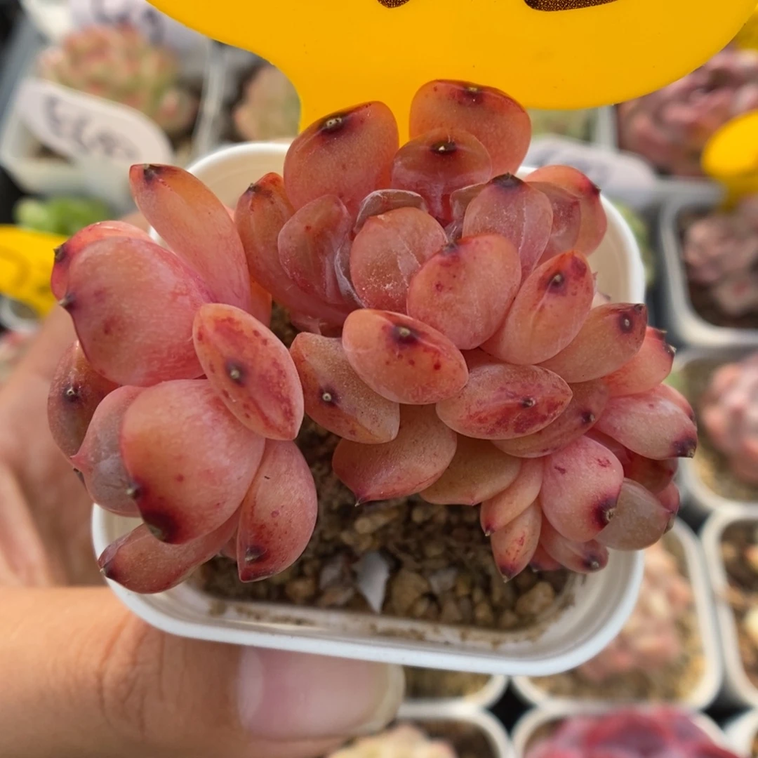 红色恋人小树5205号