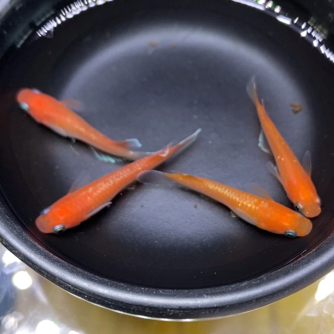 青鳉鱼红色眼影27号