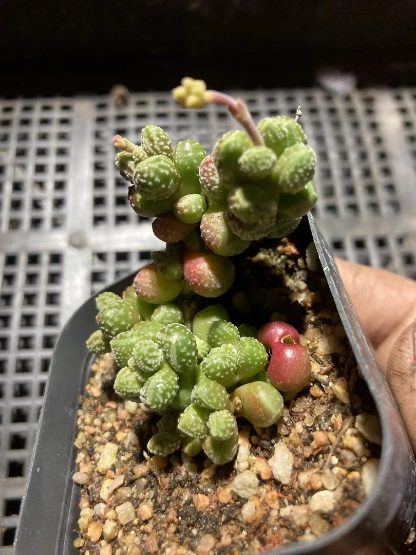 红数珠  6.5公分盆满12.9包邮