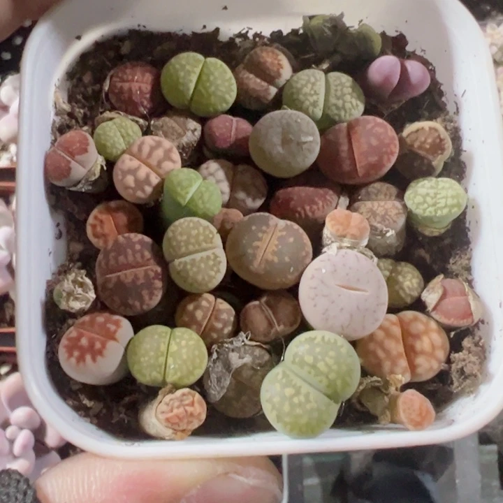 生石花精品多肉植物