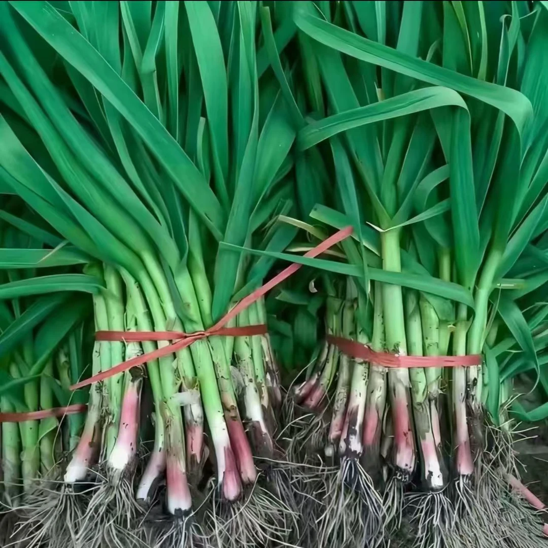 新鲜蔬菜苏北现挖现发蒜苗农家自种蔬菜苗蒜苗新鲜红根蒜苗3斤5斤