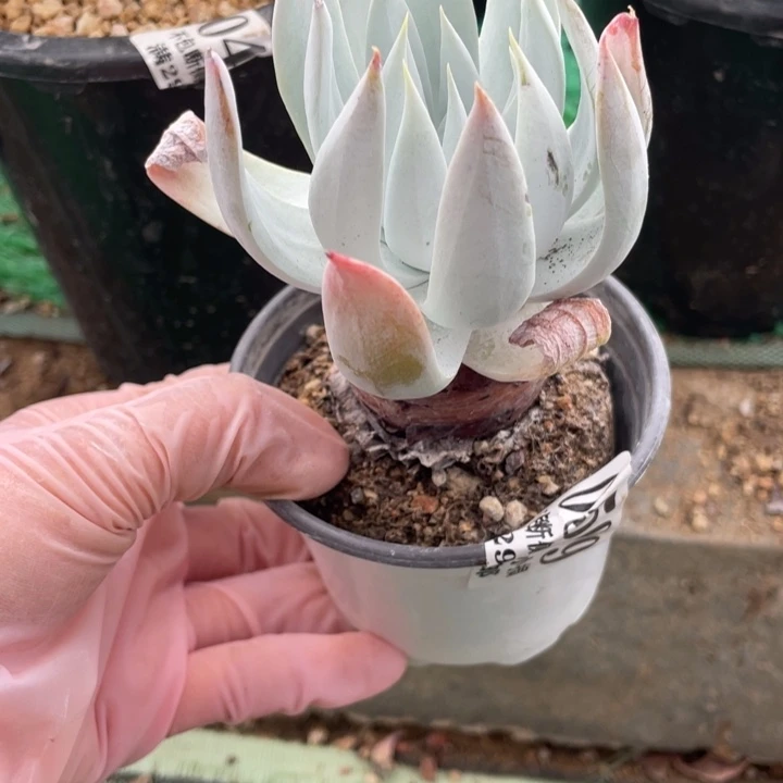 509号苹果叶雪山多肉