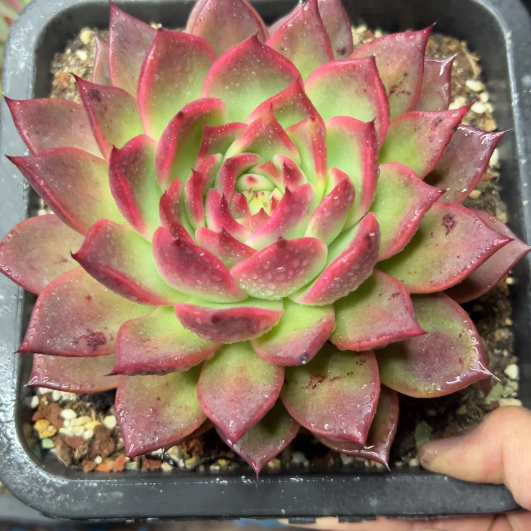 多肉植物一物一拍（137号）