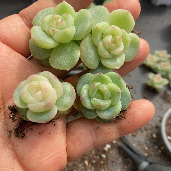 一物一拍一物一拍1010-671