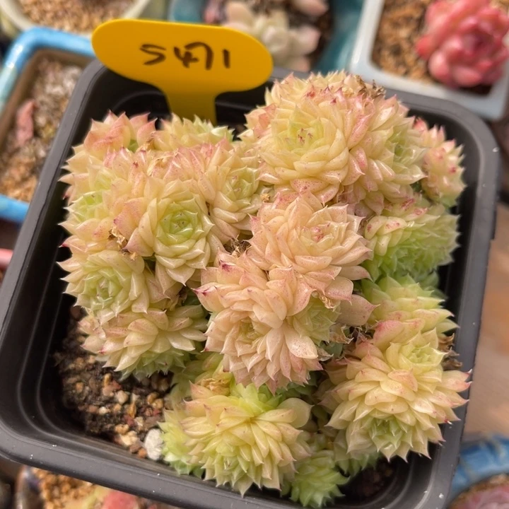 韩货EKO麦秆群5471