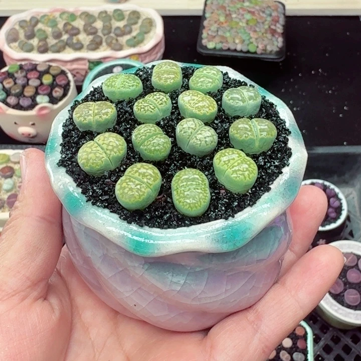 778零下地区记得拍保温箱