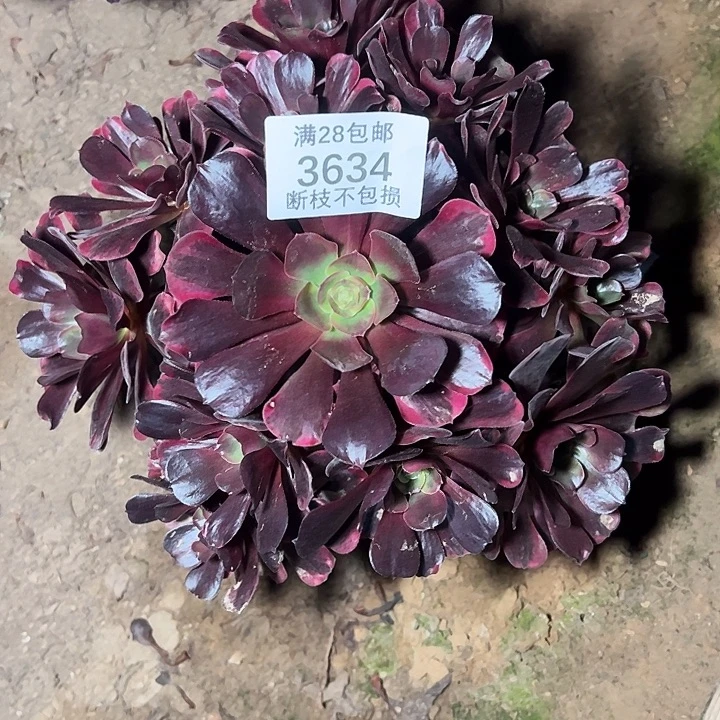 3634爱神多肉植物
