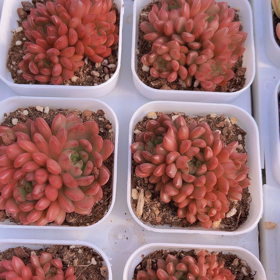 红宝石群19包邮植物