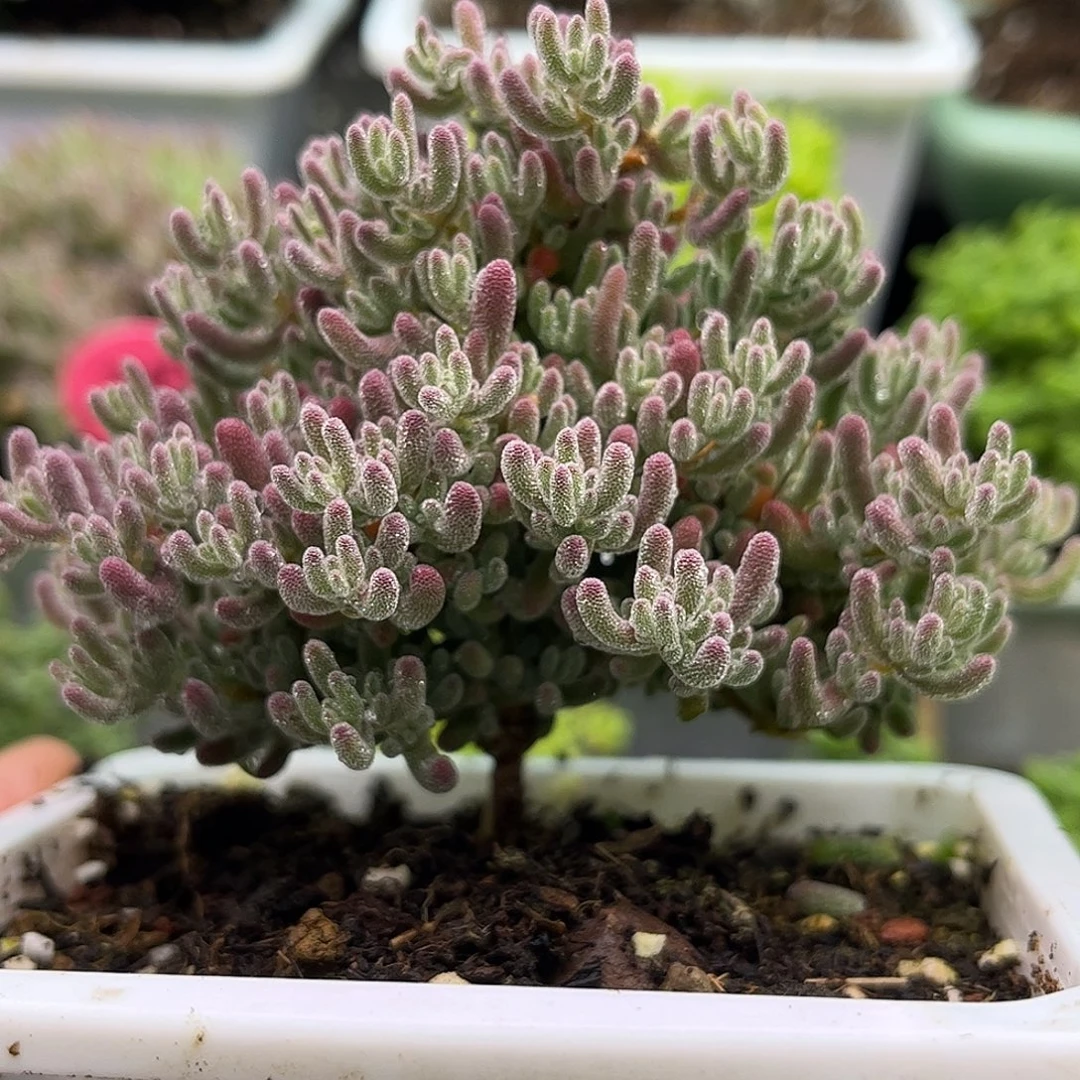 39圣诞树冰晶优选枝干