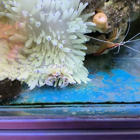 医生虾，一公一母，