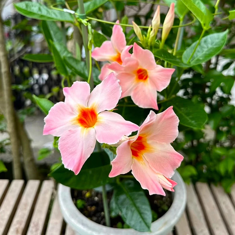 桃色日出(新品种 爬藤飘香藤 耐热)庭院阳台开花植物