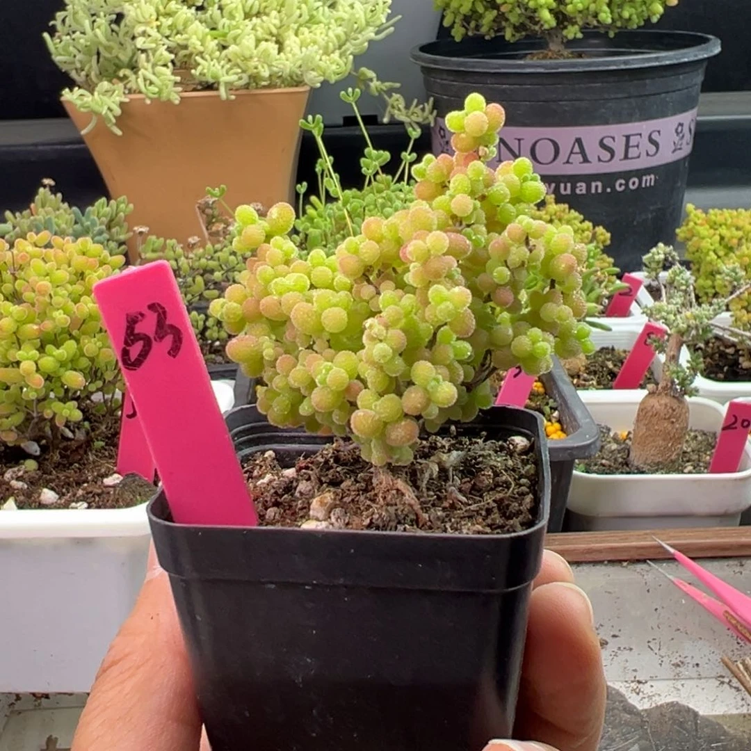 波***妞精控蜜橘53号5.5cm盆