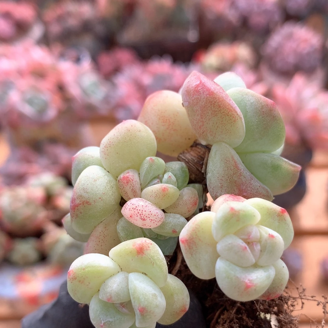 冰玉一物一拍 004