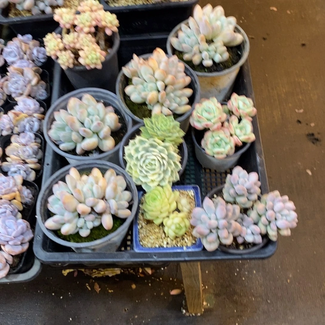 s***k一筐154646946464