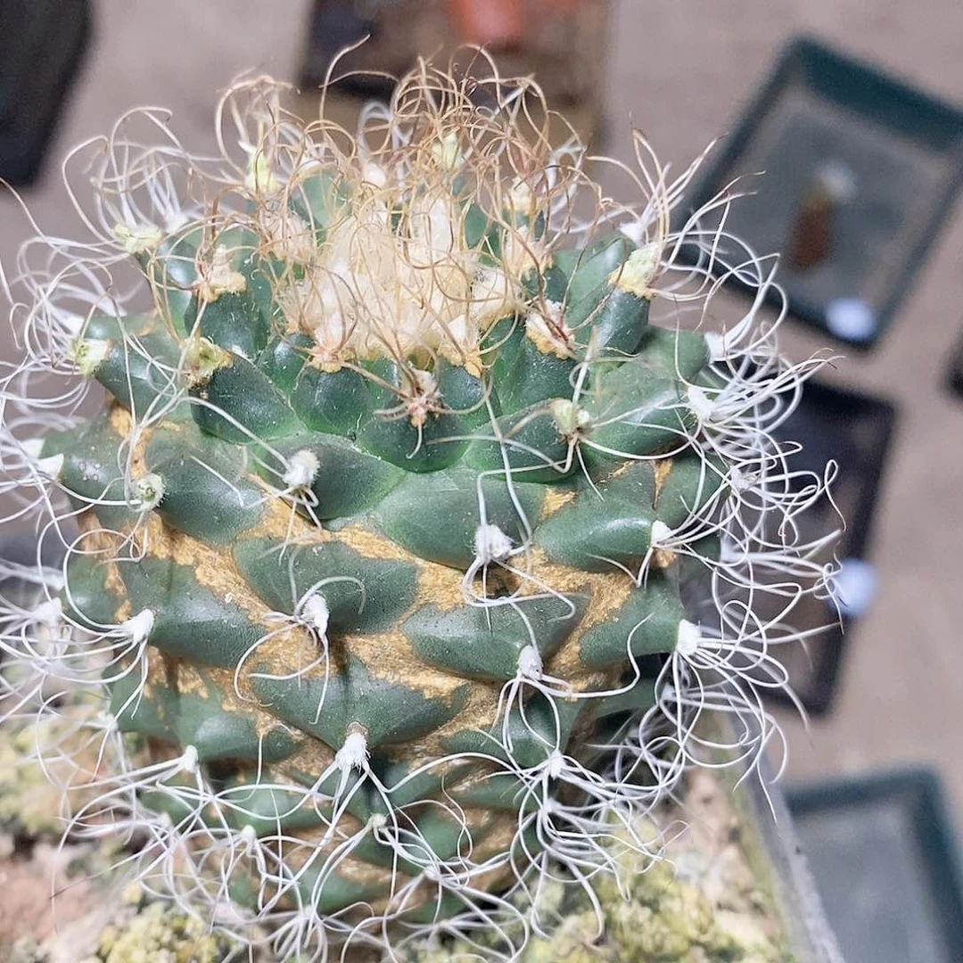 实生罗城丸老球品相自观如图