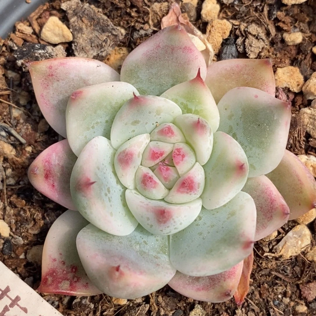 559吉娃锦单头带根