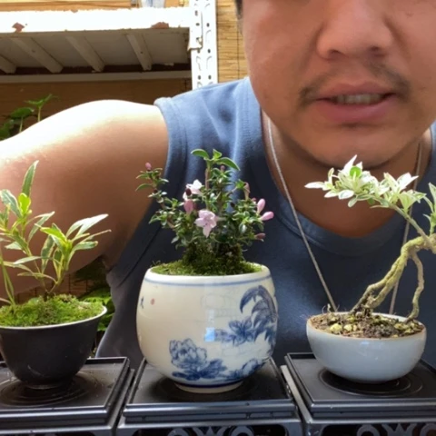 红陶?*?一物一拍所见即所得132