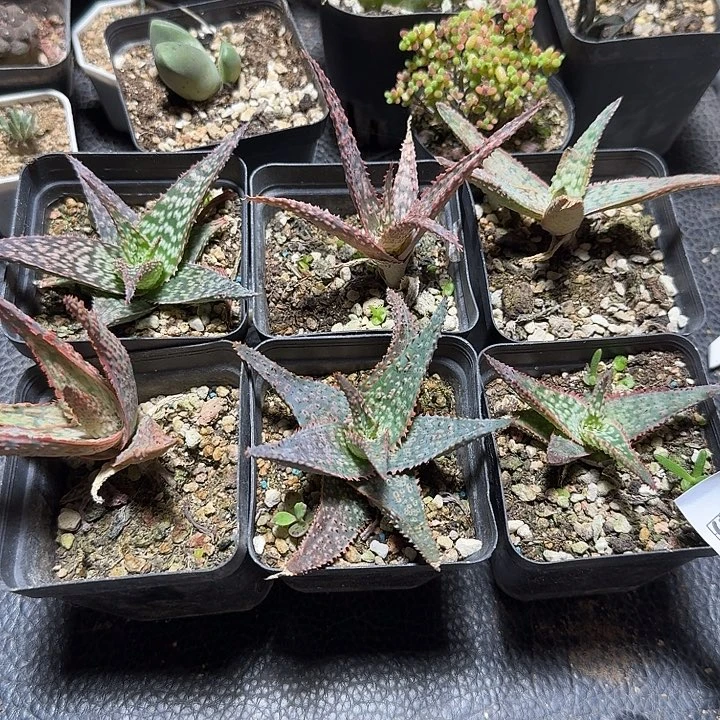 584芦荟6个一份脱土发货