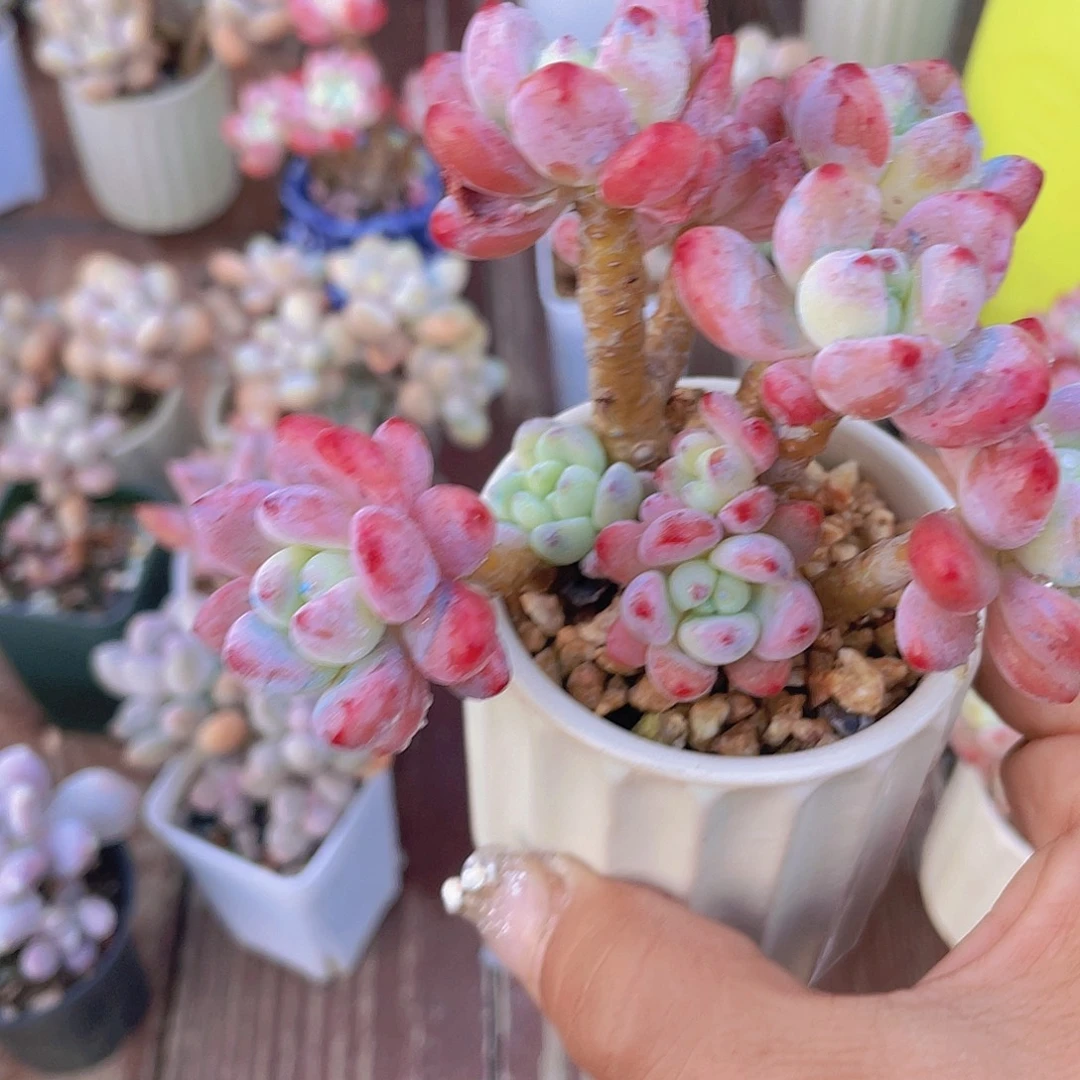 罗琦 多肉植物群生